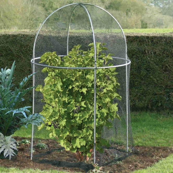 Agriframes Domed Roof Fruit Cage